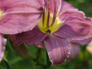 Japanese beetle in day lily