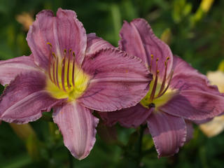 Day lily #6