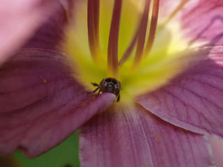Japanese beetle in day lily #2
