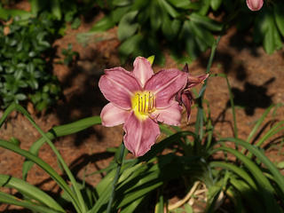 Day lily #9