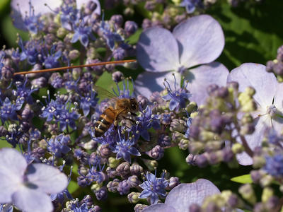 Bee and flowers