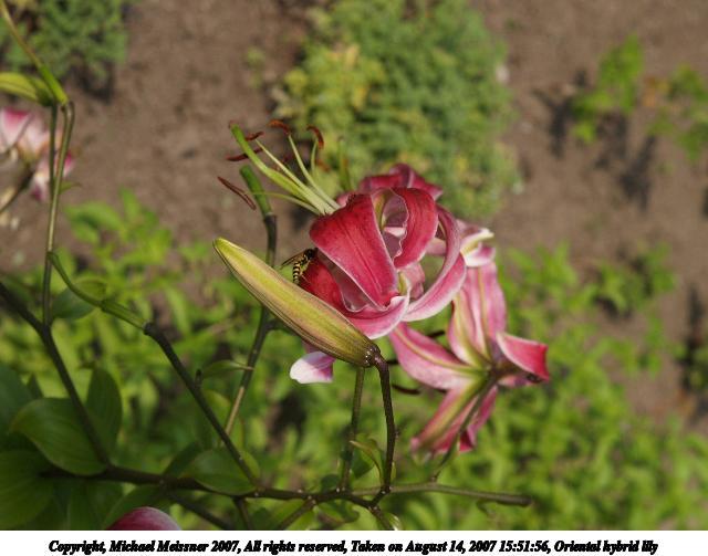 Oriental hybrid lily #2