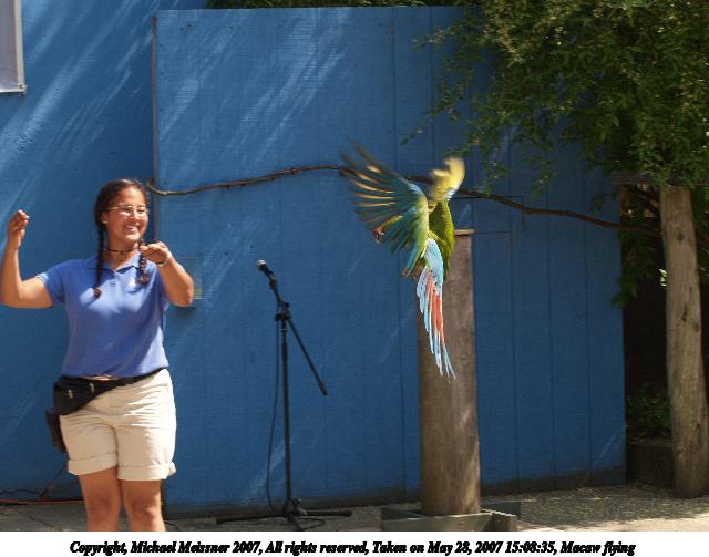 Macaw flying #4