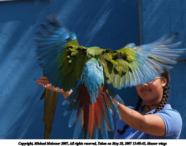 Macaw wings #2