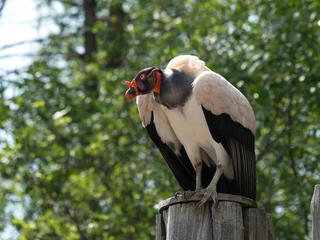 Turkey vulture #2