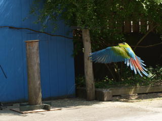 Macaw flying #3