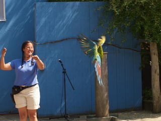 Macaw flying #4