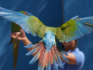 Macaw wings