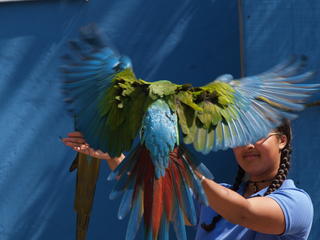 Macaw wings #2