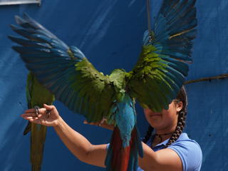 Macaw wings #3