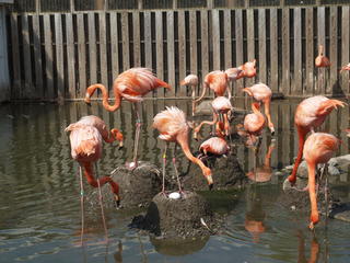 Flamingos and eggs