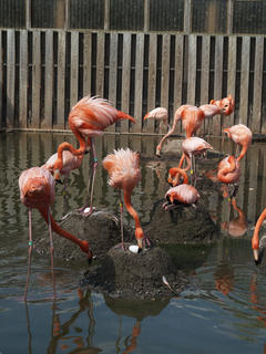 Flamingos and eggs #2