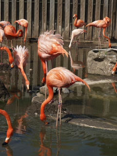 Flamingos #3