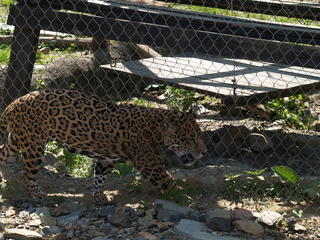 Cheetah #3