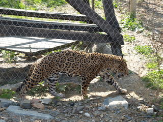 Cheetah #4