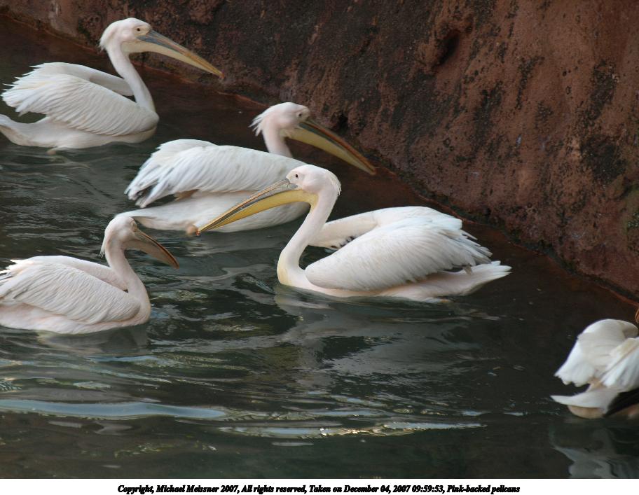 Pink-backed pelicans #3