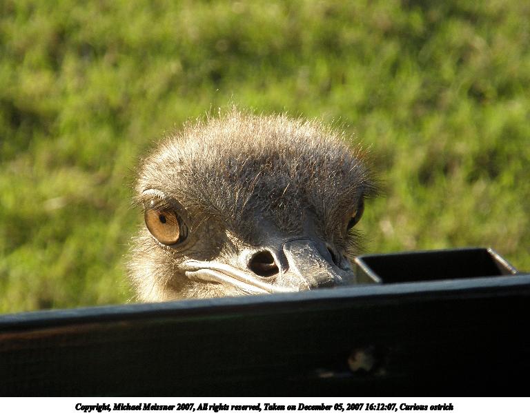 Curious ostrich #2