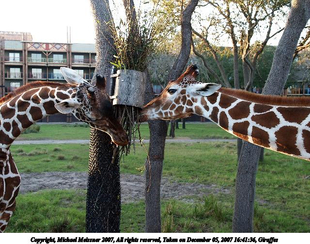 Giraffes #5