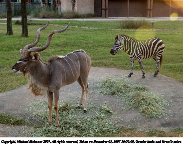 Greater kudu and Grant's zebra