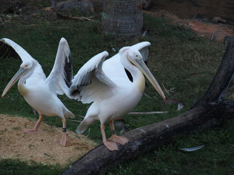 Pink-backed pelicans #2