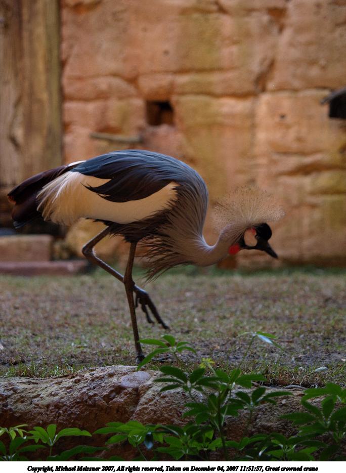 Great crowned crane #5