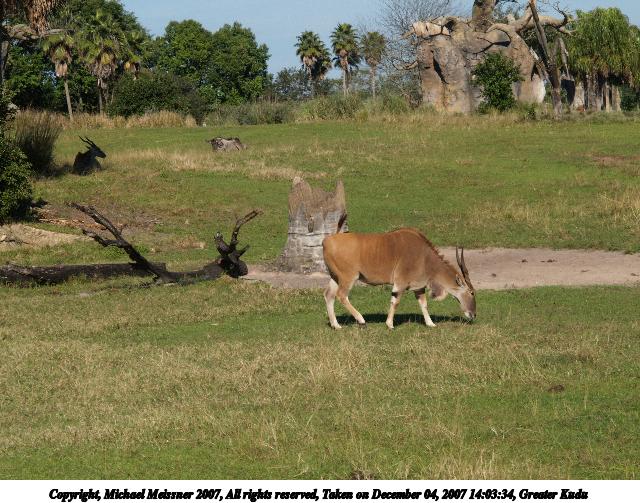 Greater Kudu #2