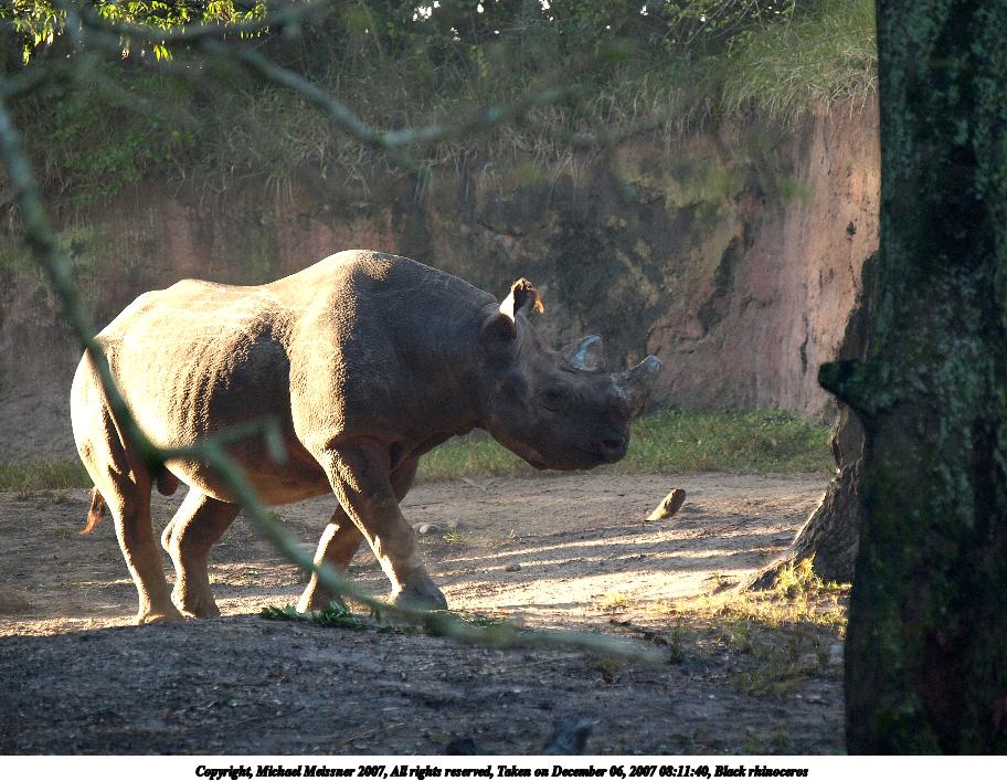 Black rhinoceros #2