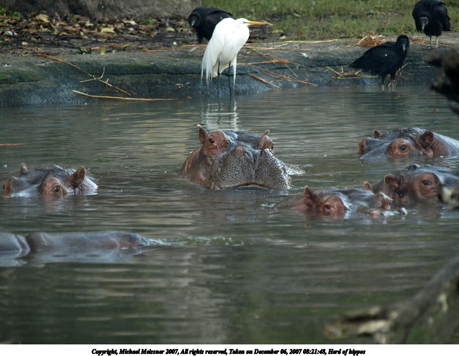 Herd of hippos