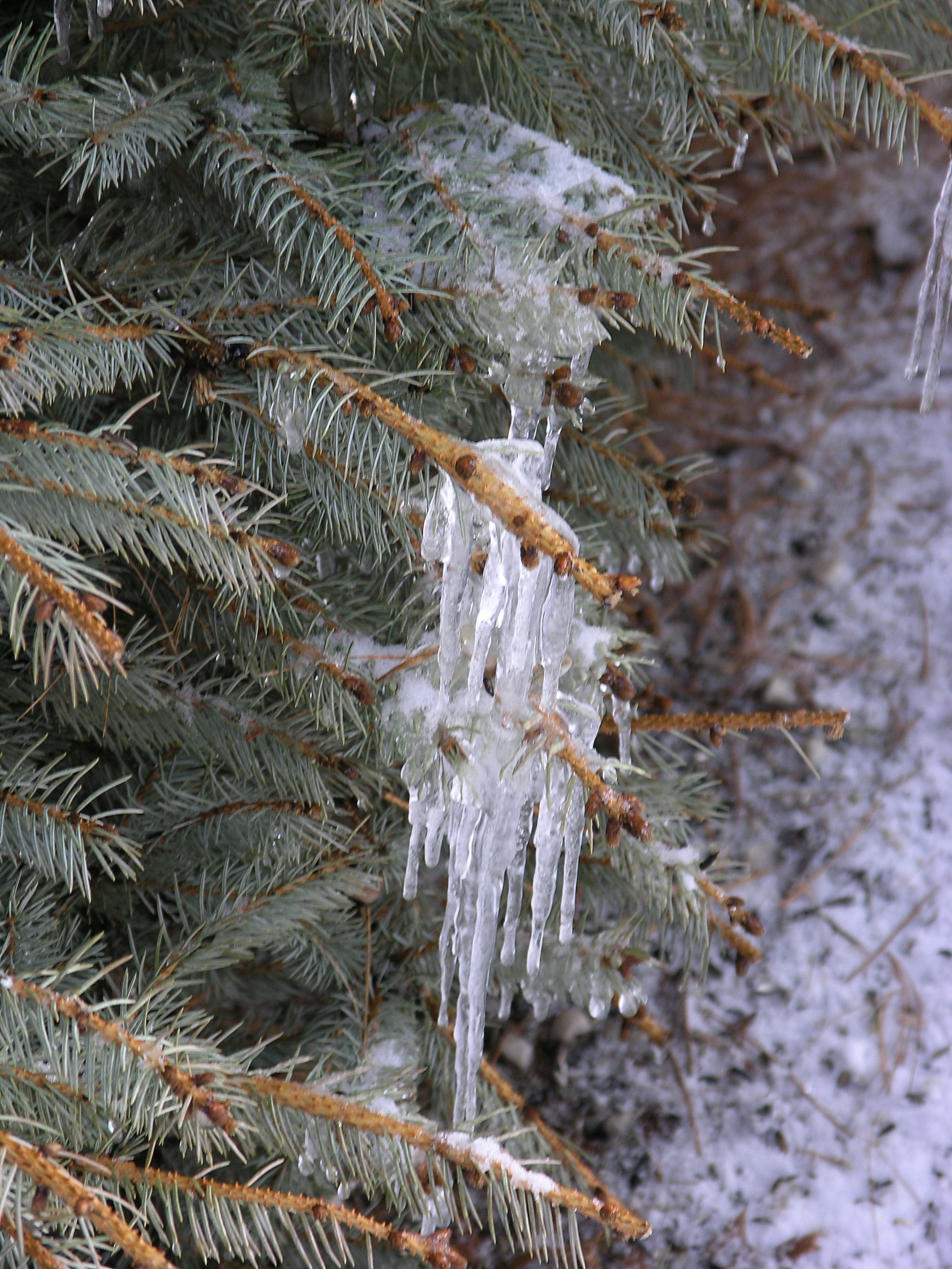 Ice on the pine