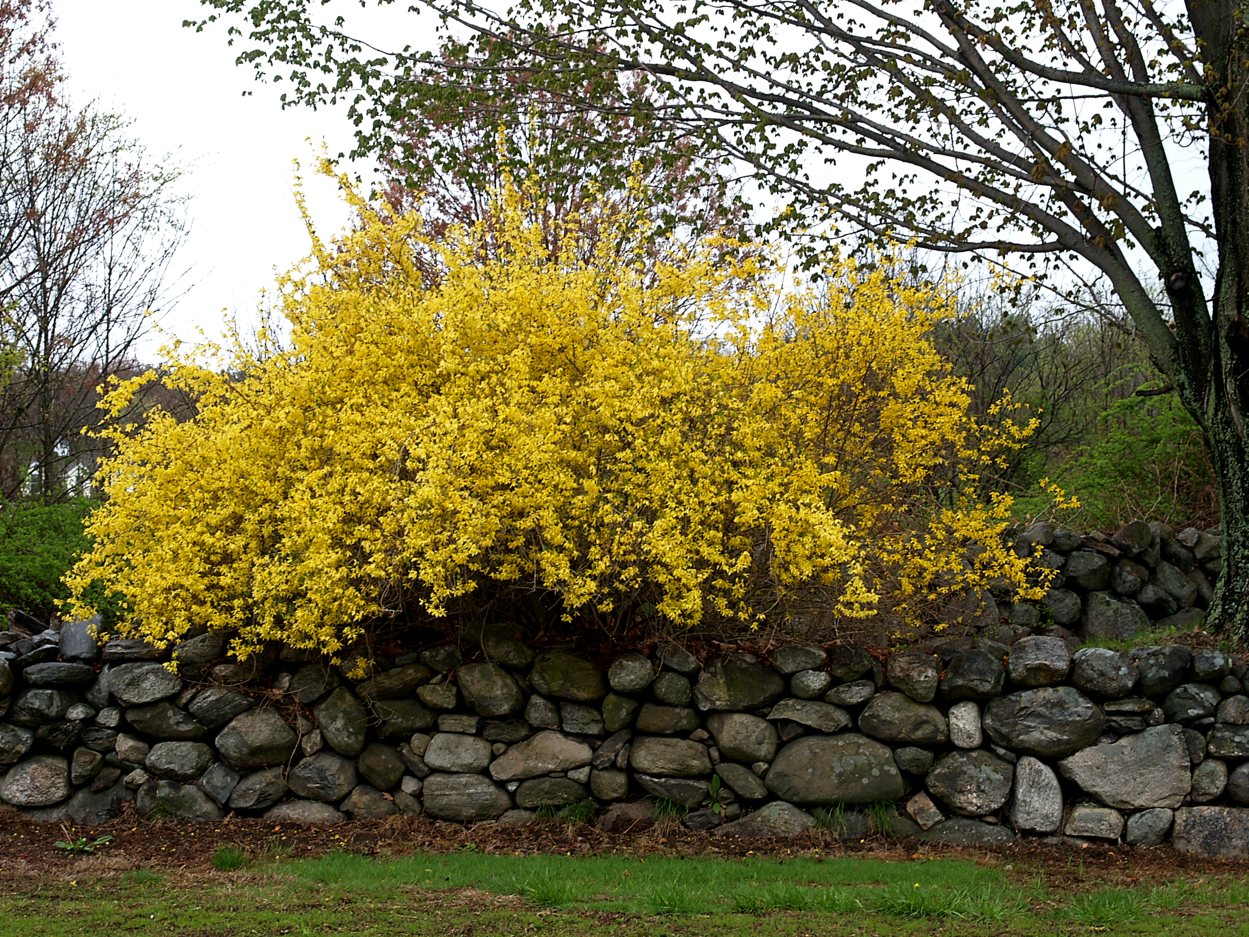 Forsythia and stone wall