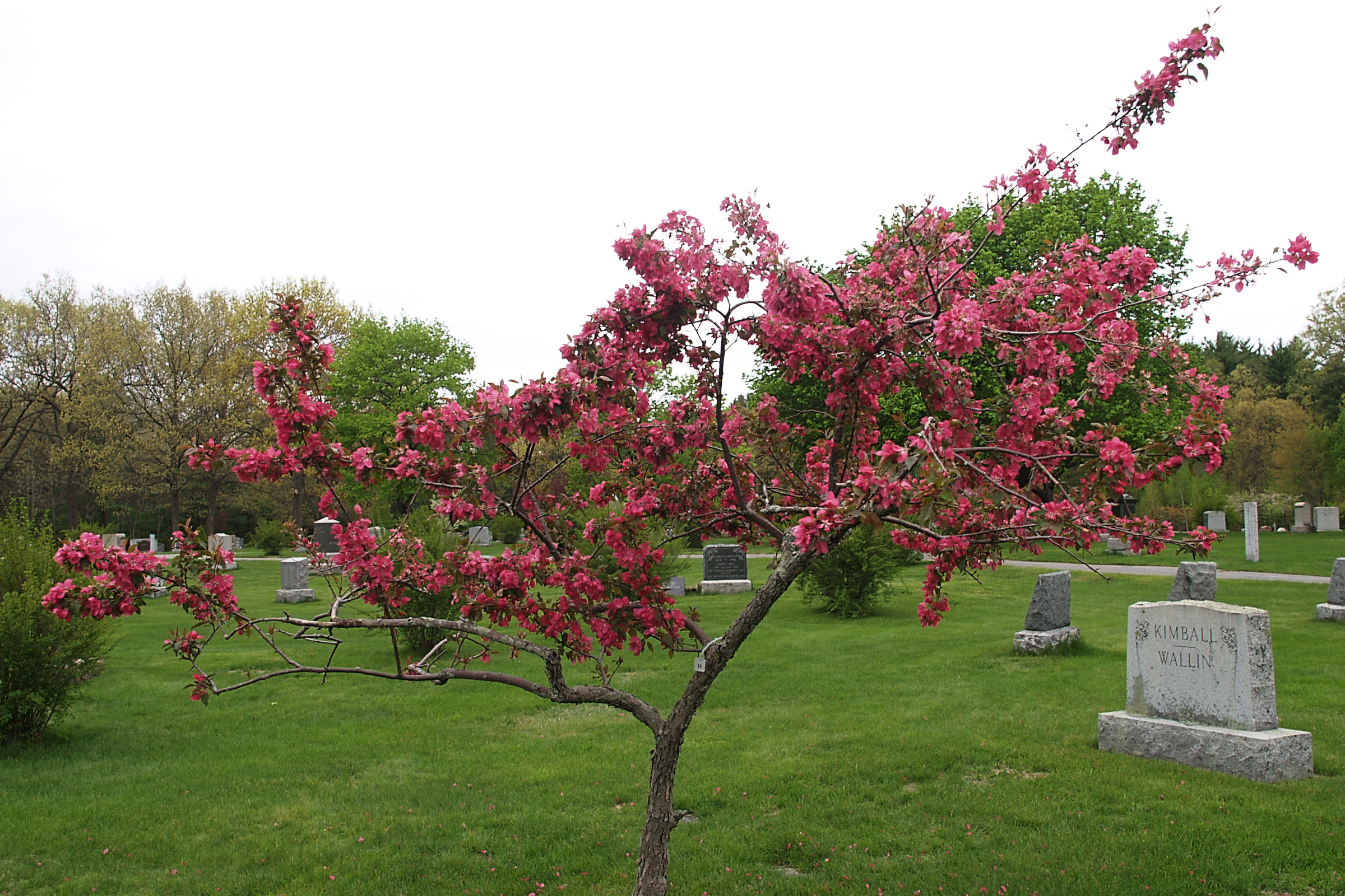 Spring in the graveyard #2