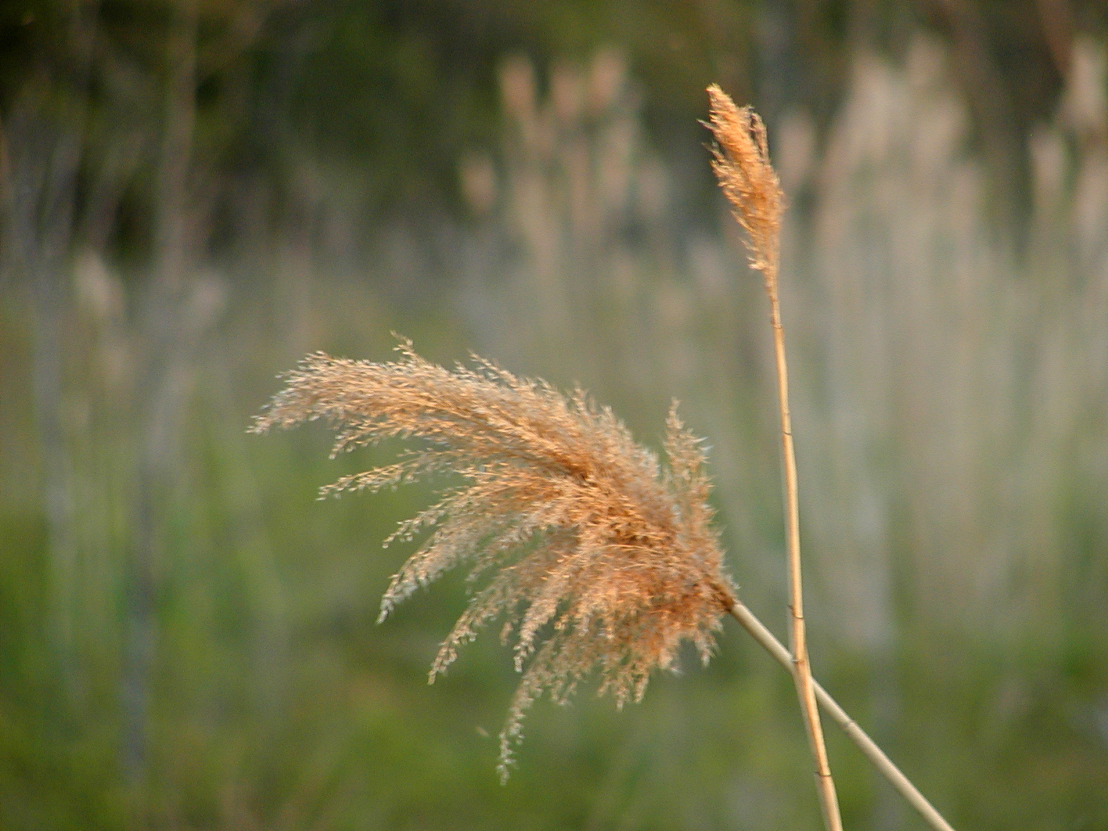 Grass stalk