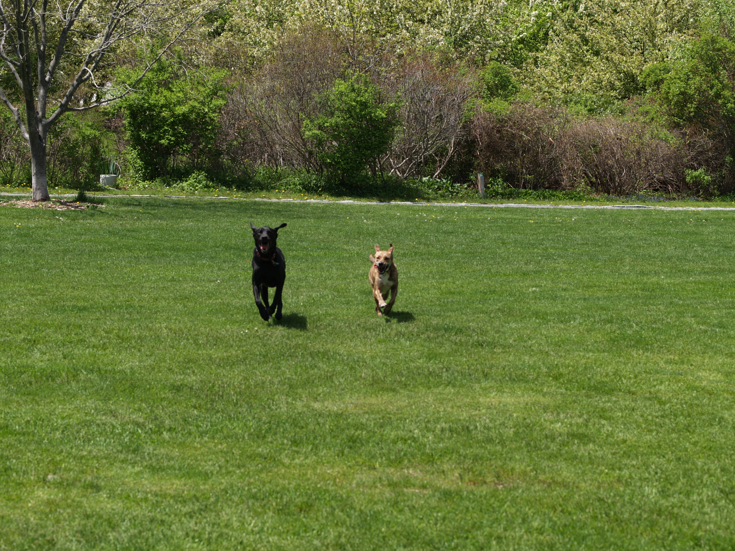 Dogs at the park