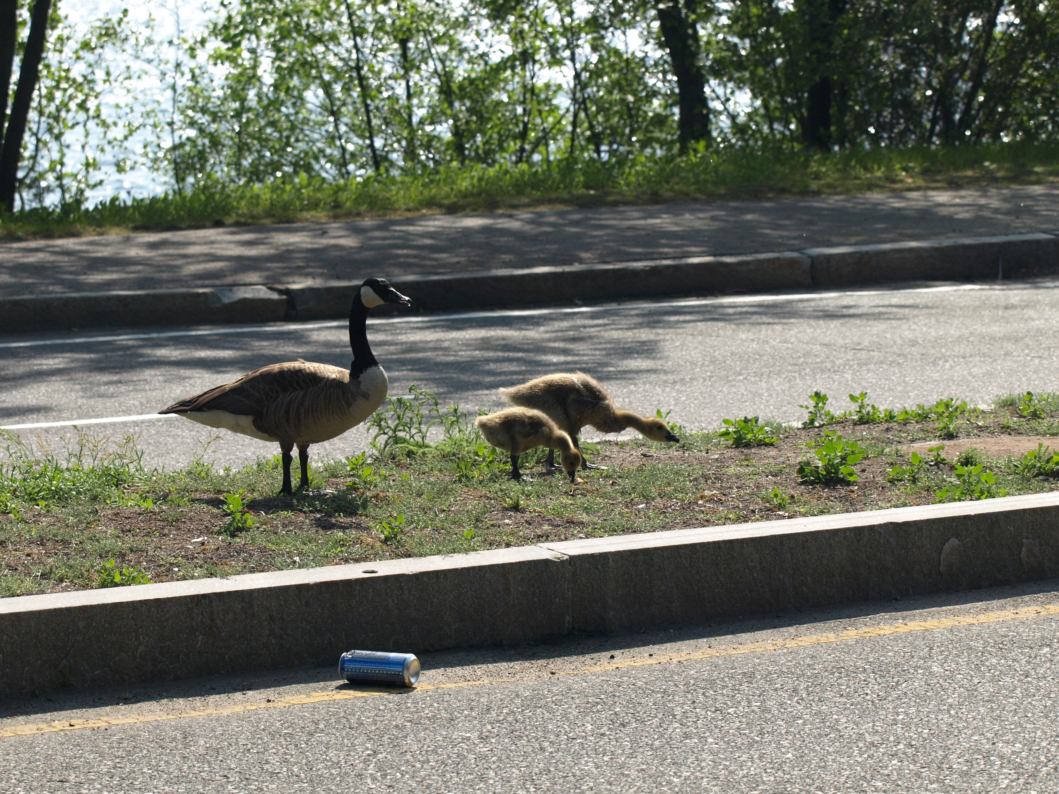 Geese #2