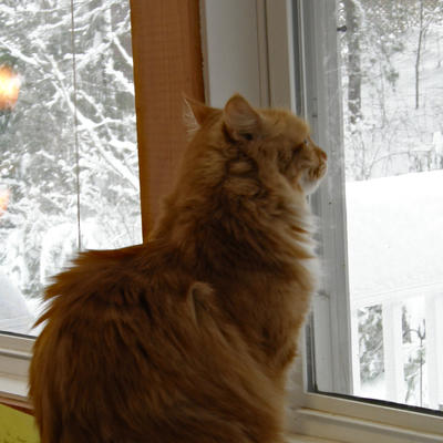 Watching the bird feeder