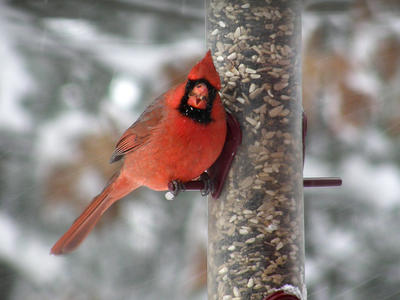 Cardinal #2