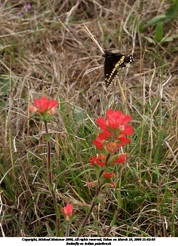 Butterfly on indian paintbrush #2