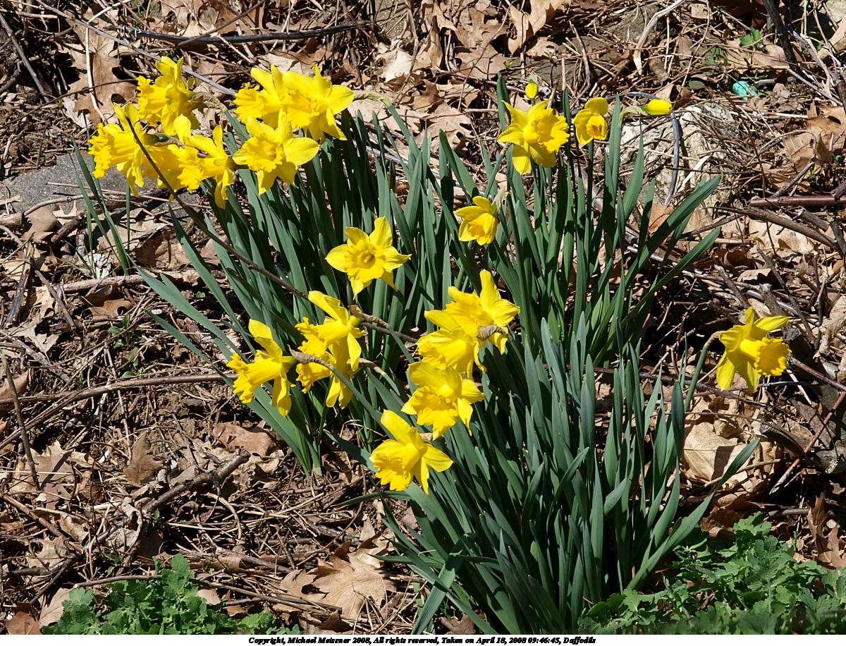 Daffodils #3
