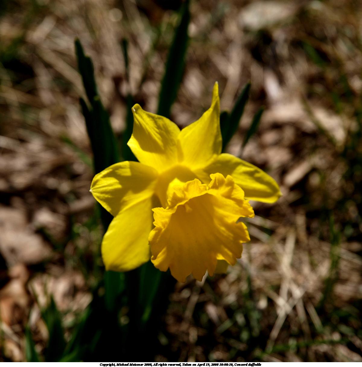 Concord daffodils #7