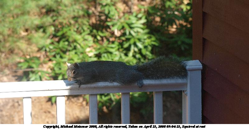 Squirrel at rest
