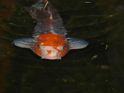 Goldfish #2