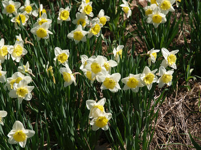 Concord daffodils #6