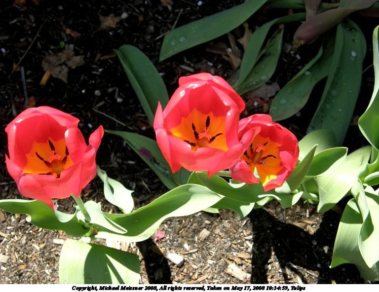 Tulips #6