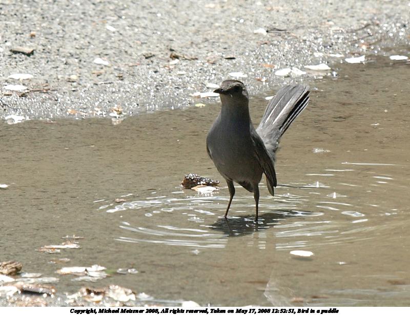 Bird in a puddle