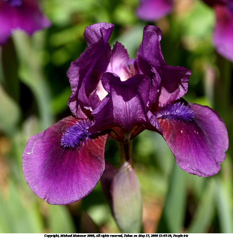 Purple iris #2