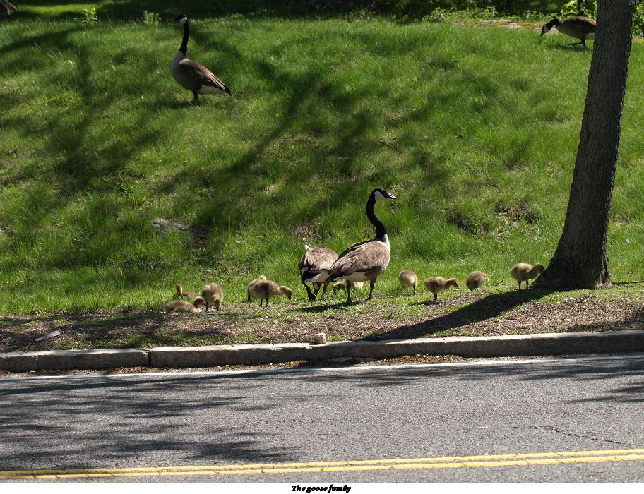 The goose family #4