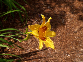Two tone lily #2