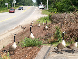 Geese #2