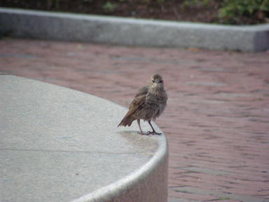 Boston bird
