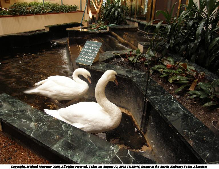 Swans at the Austin Embassy Suites-Aboretum